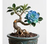 Rosa del deserto in Vasca-Colore Vivido/Decorazione per Casa e Giardino/per Ogni Spazio/Resistente e Facile da Curare(OPVDJD)-A-4 Rhizome