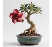 Rosa del deserto in Vasca-Colore Vivido/Decorazione per Casa e Giardino/per Ogni Spazio/Resistente e Facile da Curare(OPVDJD)-F-3 Rhizome