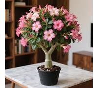 Rosa del deserto in Vasca-Colore Vivido/Decorazione per Casa e Giardino/per Ogni Spazio/Resistente e Facile da Curare(OPVDJD)-C-3 Rhizome