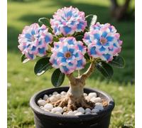 Rosa del deserto in Vasca:Colore Vivido/Decorazione per Casa e Giardino/per Ogni Spazio/Resistente e Facile da Curare-D-4 Rhizome