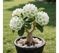 Rosa del deserto in Vasca:Colore Vivido/Decorazione per Casa e Giardino/per Ogni Spazio/Resistente e Facile da Curare-F-1 Rhizome
