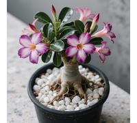 Rosa del deserto in Vasca:Colore Vivido/Decorazione per Casa e Giardino/per Ogni Spazio/Resistente e Facile da Curare-B-2 Rhizome