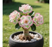 Rosa del deserto in Vasca:Colore Vivido/Decorazione per Casa e Giardino/per Ogni Spazio/Resistente e Facile da Curare-E-4 Rhizome