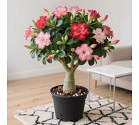 Rosa del deserto in Vasca-Colore Vivido/Decorazione per Casa e Giardino/per Ogni Spazio/Resistente e Facile da Curare(OPVDJD)-E-4 Rhizome