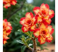 Rosa del deserto, ispirazione decorativa per terrazza e salotti-1cipolla-C