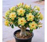 Rosa del deserto, ispirazione decorativa per terrazza e salotti-1cipolla-X