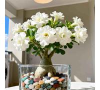 Rosa del Deserto Luminosa/Unica e di nicchia/Facile da coltivare in casa durante l'inverno/Classica opera d'arte da scrivania-2 PCS-D