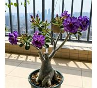 Rosa del Deserto Luminosa/Unica e di nicchia/Facile da coltivare in casa durante l'inverno/Classica opera d'arte da scrivania-5 PCS-C