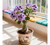 Rosa del Deserto Luminosa/Unica e di nicchia/Facile da coltivare in casa durante l'inverno/Classica opera d'arte da scrivania-4 PCS-A