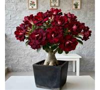 Rosa del Deserto Luminosa/Unica e di nicchia/Facile da coltivare in casa durante l'inverno/Classica opera d'arte da scrivania-2 PCS-B