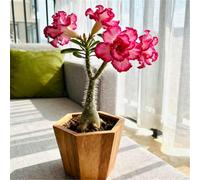 Rosa del Deserto Luminosa/Unica e di nicchia/Facile da coltivare in casa durante l'inverno/Classica opera d'arte da scrivania-4 PCS-F