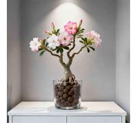 Rosa del Deserto Luminosa/Unica e di nicchia/Facile da coltivare in casa durante l'inverno/Classica opera d'arte da scrivania-4 PCS-E