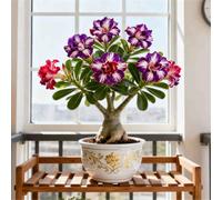 Rosa del Deserto Luminosa/Unica e di nicchia/Facile da coltivare in casa durante l'inverno/Classica opera d'arte da scrivania-1 PCS-G