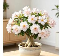 Rosa del Deserto, Paesaggio esotico in vaso per interni-4bulbi-g