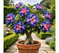 Rosa del deserto perenne rara e resistente al freddo/Caudex di rosa del deserto/Varietà rara/Cura semplice per il verde in casa-3 root-B