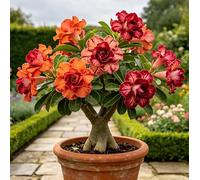 Rosa del deserto perenne rara e resistente al freddo/Caudex di rosa del deserto/Varietà rara/Cura semplice per il verde in casa-3 root-A
