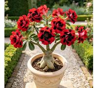 Rosa del deserto perenne rara e resistente al freddo/Caudex di rosa del deserto/Varietà rara/Cura semplice per il verde in casa-1 root-F