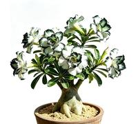 Rosa del deserto - precoce estivi balcone 4Bulbi