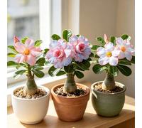 Rosa del deserto rampicante balcone rialzata, balcone 3bulbi