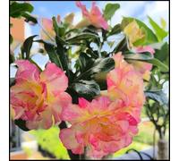 Rosa del deserto rara/Perenne/Resistente al freddo/Resistente a conigli e cervi/Tuberi di rosa del deserto/Decorazione da giardino-1 Rizoma-I