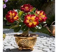 Rosa del Deserto Rara/Rosa del Deserto Resistente al Freddo/Ottima Balcone-1 PCS-A
