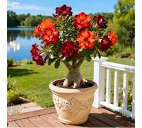 Rosa del Deserto Rara/Rosa del Deserto Resistente al Freddo/Ottima Balcone-1 PCS-D