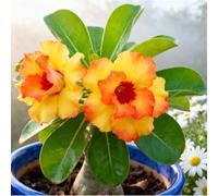Rosa del Deserto Rara/Rosa del Deserto Resistente/Design Unico/Resistente alla siccità, facile da coltivare e fiorire per principianti-2 PCS-G