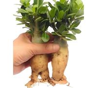 Rosa del deserto resistente al freddo e all'asciutto (1 pollo), fiorisce tutto l'anno, creando un giardino mozzafiato specializzato nella coltivazione di coni (Flammenberg)