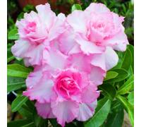 Rosa del deserto resistenti,adatte per la decorazione di giardini e balconi/belle/adatte come regali per le feste-1Bulbi-B