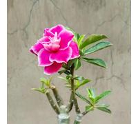 Rosa del deserto resistenti,adatte per la decorazione di giardini e balconi/belle/adatte come regali per le feste-2Bulbi-A