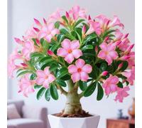 Rosa del deserto resistenti,Bulbi di Rosa del deserto,miste,resistenti al freddo e alla siccità,adatte per la decorazione di giardini e balconi-3Bulbi-E