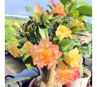 Rosa del deserto resistenti,Bulbi di Rosa del deserto,miste,resistenti al freddo e alla siccità,adatte per la decorazione di giardini e balconi-3Bulbi-C