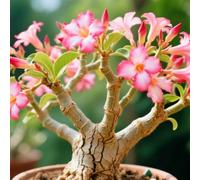 Rosa del deserto resistenti,Bulbi di Rosa del deserto,miste,resistenti al freddo e alla siccità,adatte per la decorazione di giardini e balconi-3Bulbi-D