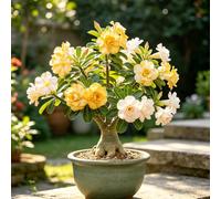 Rosa del deserto - resistenti ufficio balcone 2bulbi