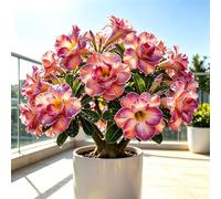 Rosa del Deserto, Succulenta con caudice decorativo e unico-1bulbi-h