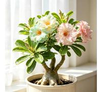 Rosa del Deserto, Tocco tropicale per il soggiorno-2bulbi-a