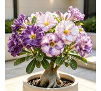 Rosa del Deserto, Tocco tropicale per il soggiorno-3bulbi-b