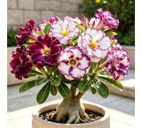 Rosa del Deserto, Tocco tropicale per il soggiorno-4bulbi-d