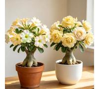 Rosa del deserto - ufficio balcone giardini rocciosi giardino balcone 4bulbi