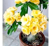 Rosa desertica perenne resistente all'inverno/abbellisci il tuo ambiente/Adatto per decorare il tuo giardino/Verde