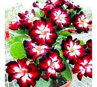 Rosa desertica perenne resistente all'inverno/abbellisci il tuo ambiente/Adatto per decorare il tuo giardino(OPVDJD)-E-4 Rhizome