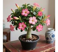 Rosa desertica perenne resistente all'inverno/abbellisci il tuo ambiente/Adatto per decorare il tuo giardino(OPVDJD)-A-1 Rhizome