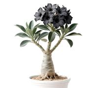 Rosa desertica perenne resistente all'inverno/Colore Vivido/Facile da coltivare e richiede poca manutenzione(OPVDJD)-H-2 Rhizome