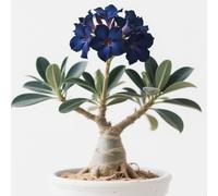 Rosa desertica perenne resistente all'inverno/Colore Vivido/Facile da coltivare e richiede poca manutenzione(OPVDJD)-G-1 Rhizome