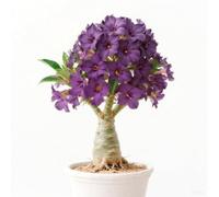 Rosa desertica perenne resistente all'inverno/facile da coltivare e richiede poca manutenzione/Colore Vivido(OPVDJD)-G-3 Rhizome