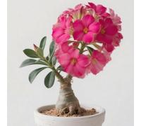 Rosa desertica perenne resistente all'inverno/facile da coltivare e richiede poca manutenzione/Colore Vivido(OPVDJD)-C-4 Rhizome