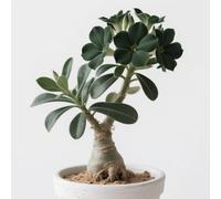 Rosa desertica perenne resistente all'inverno/facile da coltivare e richiede poca manutenzione/Decorazione per Casa e Giardino(OPVDJD)-H-2 Rhizome