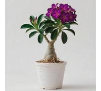 Rosa desertica perenne resistente all'inverno/facile da coltivare e richiede poca manutenzione/Decorazione per Casa e Giardino(OPVDJD)-G-1 Rhizome