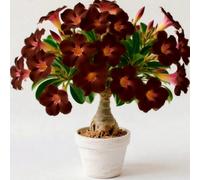 Rosa desertica perenne resistente all'inverno/facile da coltivare e richiede poca manutenzione(OPVDJD)-A-5 Rhizome