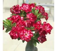 Rosa desertica perenne resistente all'inverno/Resistente e Facile da Curare/Facile da coltivare e richiede poca manutenzione(OPVDJD)-E-5 Rhizome